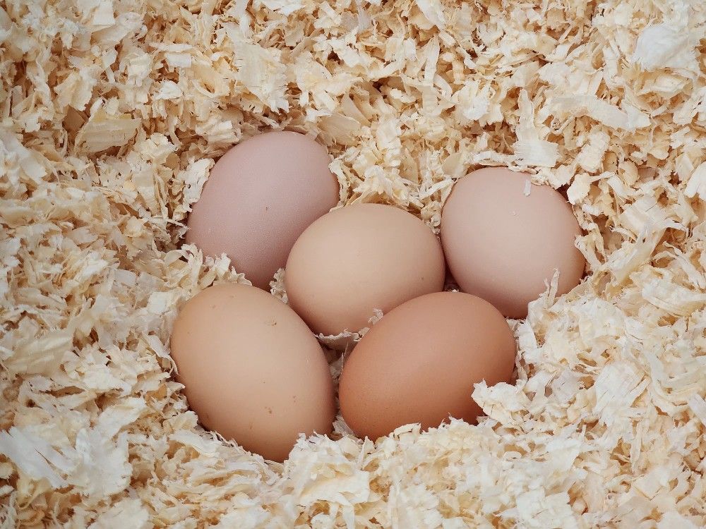 Farm fresh eggs