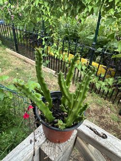 Rare Life Savers Cactus $10