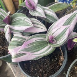 Pink Tradescantia Nanouk 