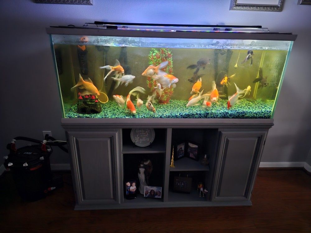 100 GALLON FISH TANK