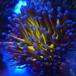🔥CORALS DECORATIONS FOR MARINE TANK OVER 500 CORALS IN STOCK PICK-UP - DELIVERY  - SHIP