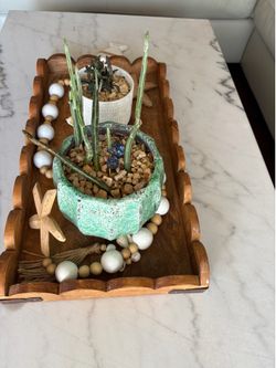 Succulent & Cactus Collection with Beautiful Ceramic Planters