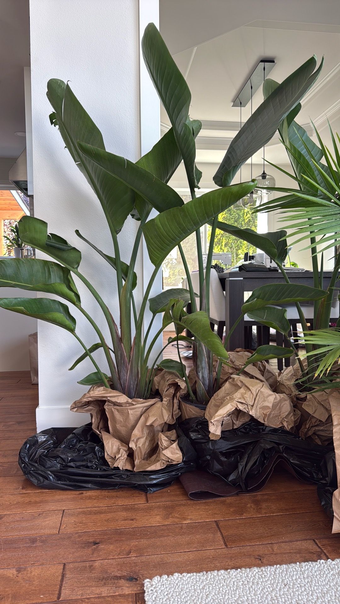 Plants