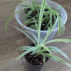 Spider Plant - The Air Purifier (4 Minis)