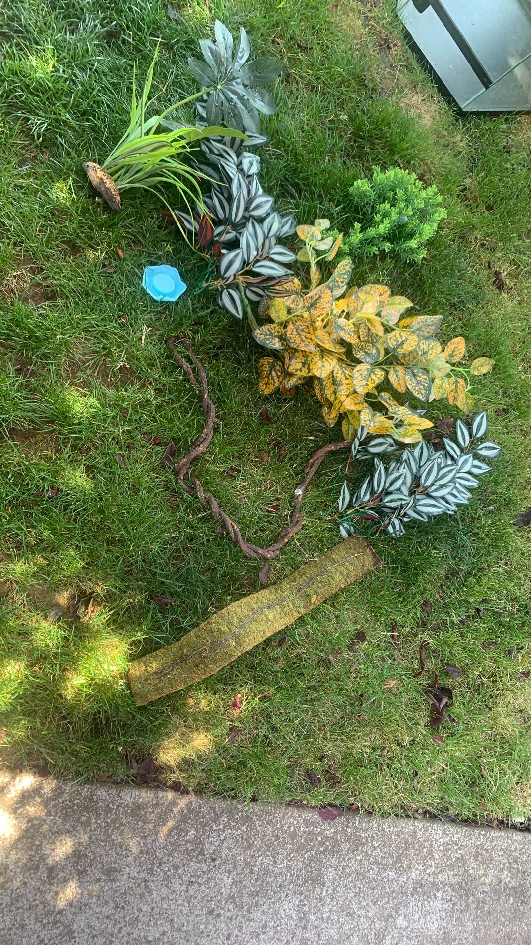 Assorted Reptile Deco