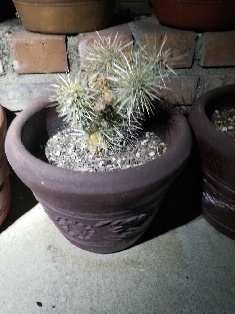 Different kinds of cactus. Chollas