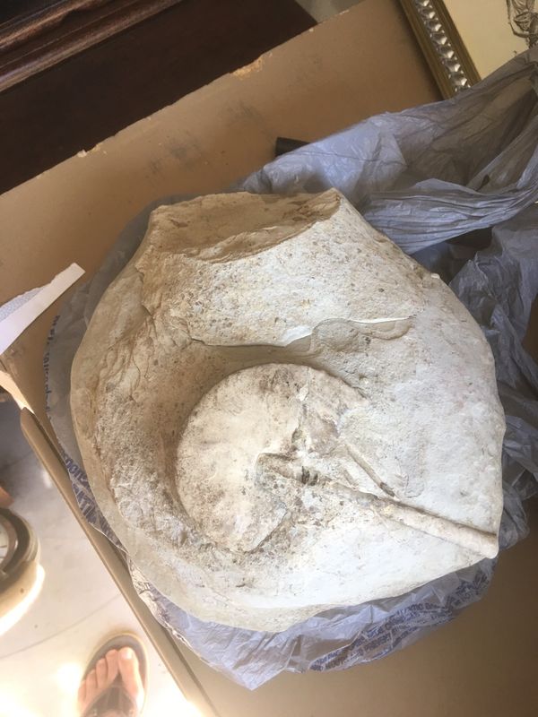 Horseshoe Crab Fossil For Sale In Arlington Tx Offerup