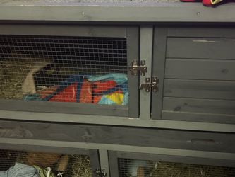 Guinea pig cage