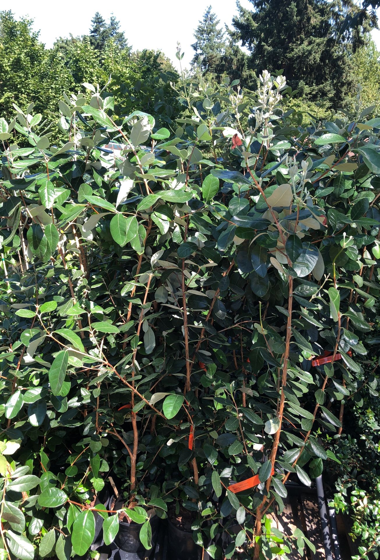 Pineapple Guava Trees for Sale in Des Moines, WA OfferUp