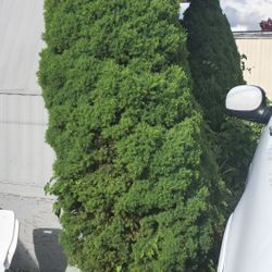 they are like pines is free 