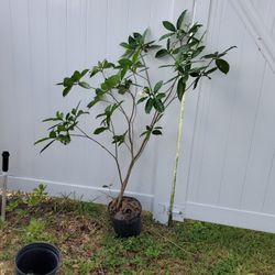 Crape Jasmine Tree  White Flowers