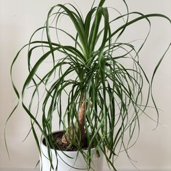 Indoor plant - palm