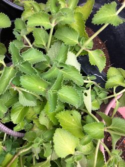Ajwain Plant Big