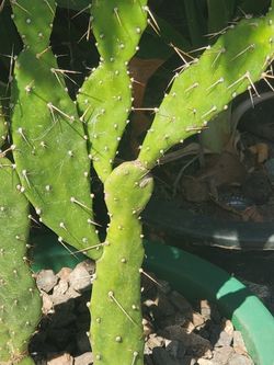 san pedro cactus plant Trichocereus pachanoi 'Seed-Grown' --San Pedro Cactus-- main image 1