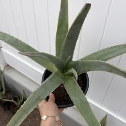 10 inch Aloe Vera plants