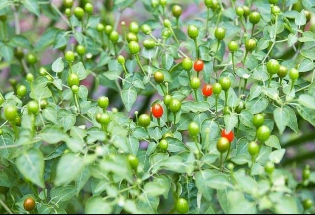 Chile De Monte (Chiltepin) Chile Piquin 4ft tall .