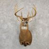 Horns Up Taxidermy 