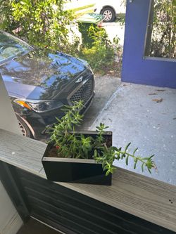 Plant
