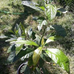 4 Feet, Have been Around For More then Two years.