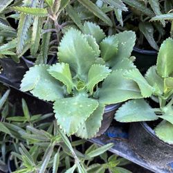Kalanchoe O Madre De Miles