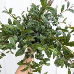 Black Padoga Lipstick Plant 6" Pot - Indoor House Plants