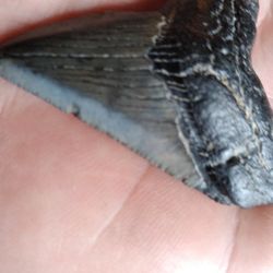 Prehistoric Sharks Tooth
