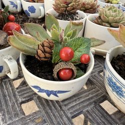 $5 Teacup Succulents 