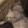 Peki