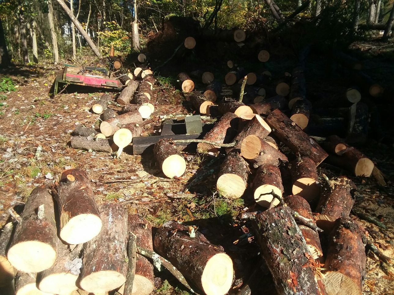 Pine Logs Free