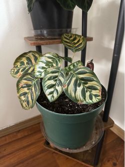 Peacock plant