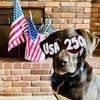 Trading Dog
