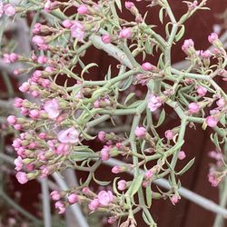 Desert Bush