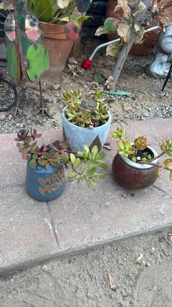 SUCCULENTS