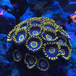 Blue Hornets