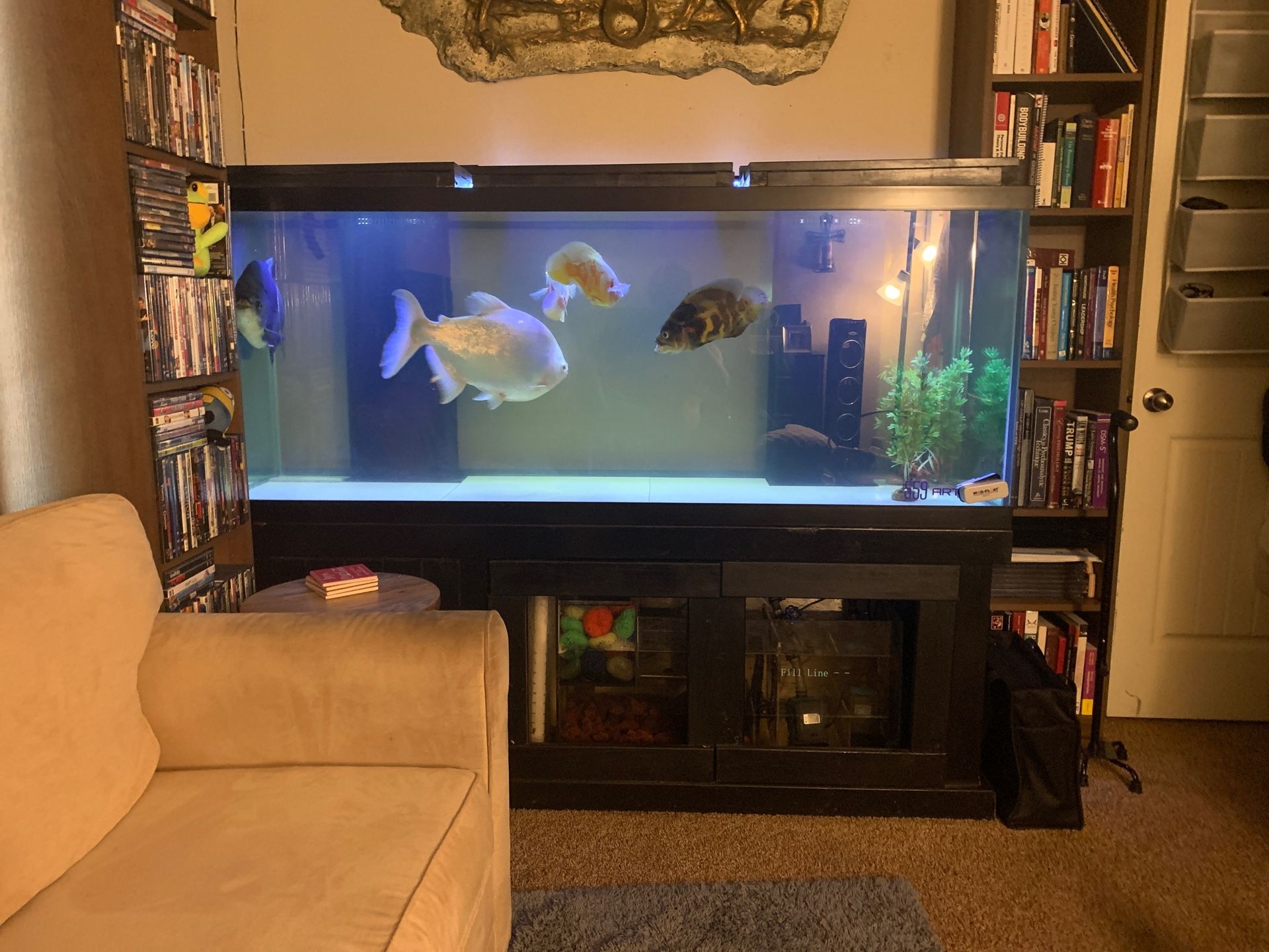 Aqueon 210 Gallon Fish Tank w 40 gallon overflow sump tank and Monster Fish included Huge, large, big, giant