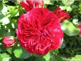 Rare European, Japan rose plants , Red Leonardo da Vinci
