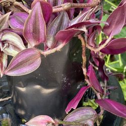 Wandering Jews Plant