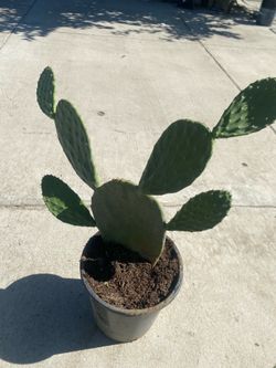 Nopal plants