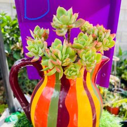  Echeveria ‘Peach Pride’ cristed old trunk live rooted, get 2 free succulents cutting