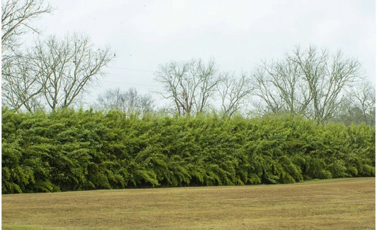 Bamboo Plants for Privacy ~ Top Picks ~ Expert Advice