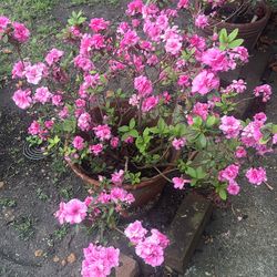 Beautiful Azalea Plant 40