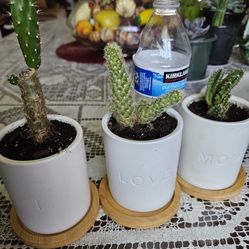 Three Small Cactus Plants All For $25