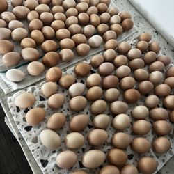 Free Range Fresh Farm Eggs 