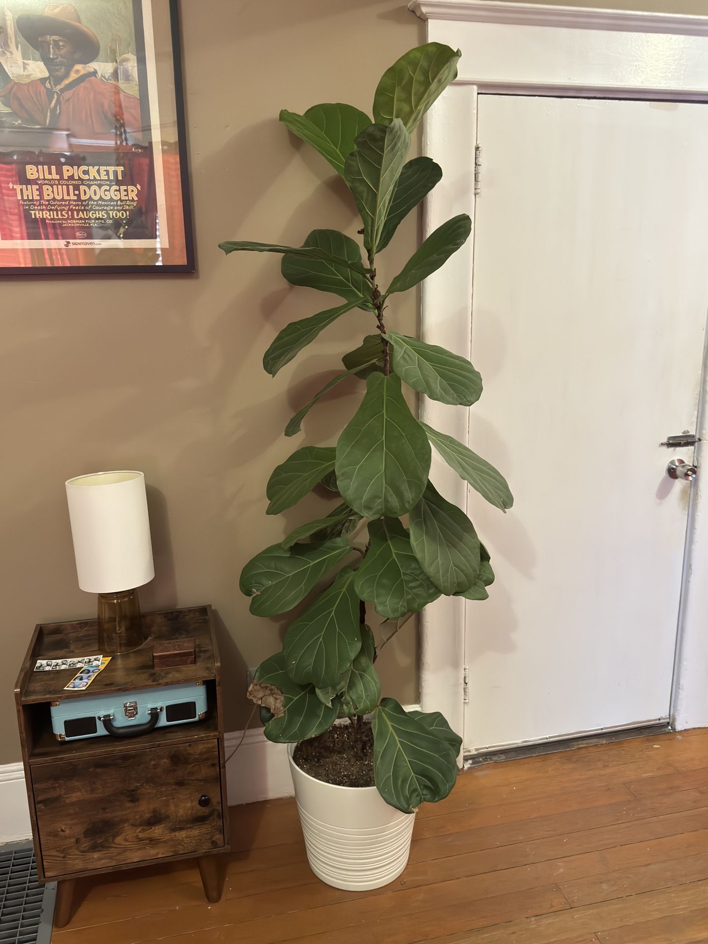 Fiddle Head Fig 7 Foot Tall