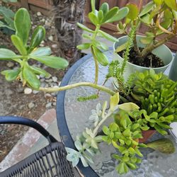 I Have Jade And Other Succlants See Pics!