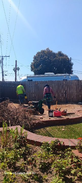 STUMP GRINDING REMOVAL 