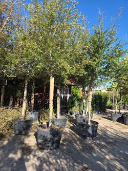Empire Live Oak Tree 45gallones 13ft Tall