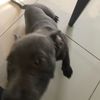 Romeo