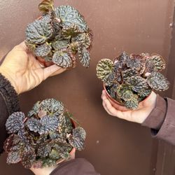 4” Rare Begonia Ruby Dragon