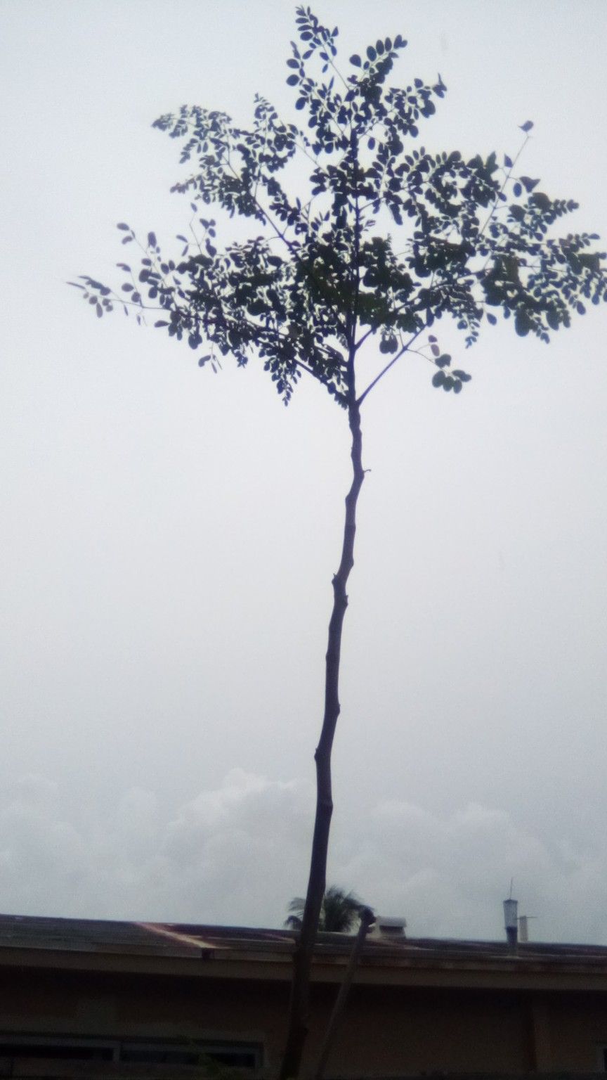 Moringa Tree 7 Foot Tall